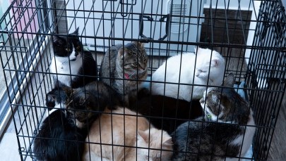 ​W Przemyślu zawiązał się prawdziwy front serc dla zwierząt z Ukrainy