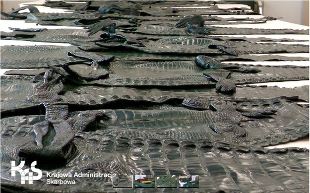 W przesyłkach znaleziono skóry krokodyli /Izba Administracji Skarbowej w Warszawie /