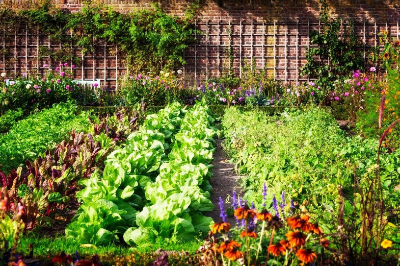 W przydomowych ogródkach coraz częściej pojawiają się warzywniki /123RF/PICSEL