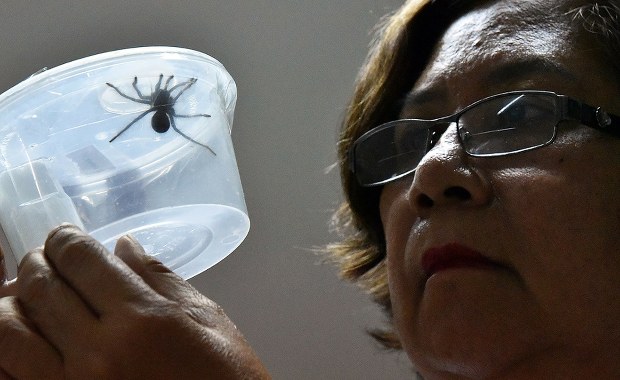 W pudełku miał być biszkopt. Zamiast niego były ośmionożne stworzenia