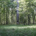 W Puszczy Białowieskiej wycięto 7 tys. drzew. To dla bezpieczeństwa