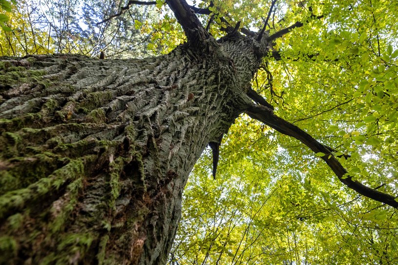 W Puszczy Białowieskiej występuje aż 21 różnych gatunków drzew liściastych /Wojciech Radwański /AFP