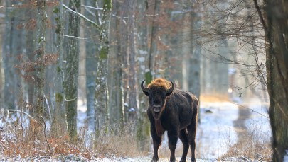 W Puszczy Boreckiej żyje coraz więcej żubrów
