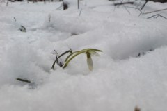 W Puszczy Kozienickiej zakwitły przebiśniegi