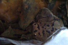 W Puszczy Kozienickiej zakwitły przebiśniegi