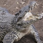 W rejonie Rzymu trwają poszukiwania krokodyla. "Lokalny potwór niczym z Loch Ness"