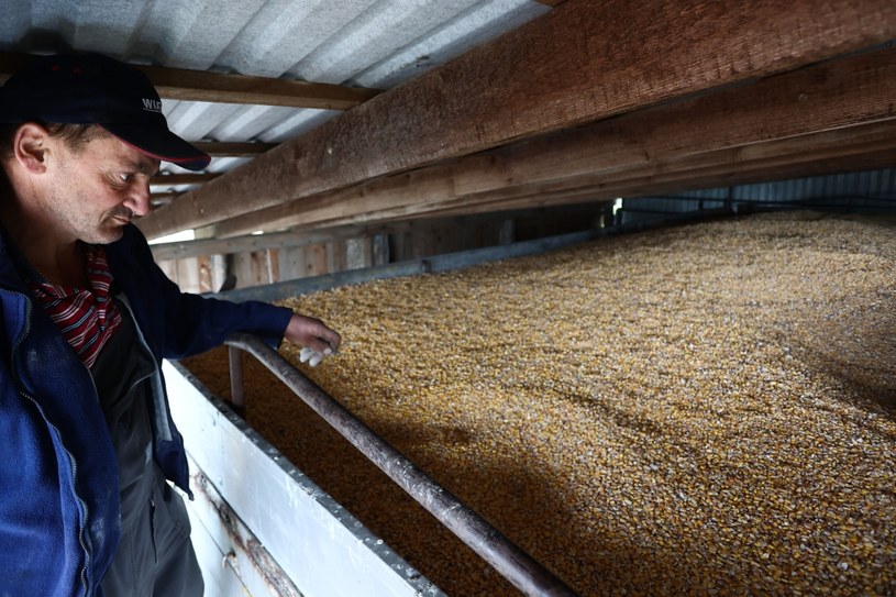 W resorcie rolnictwa przygotowano rozporządzenie dotyczące dopłat do sprzedaży zbóż / Jakub Porzycki /AFP