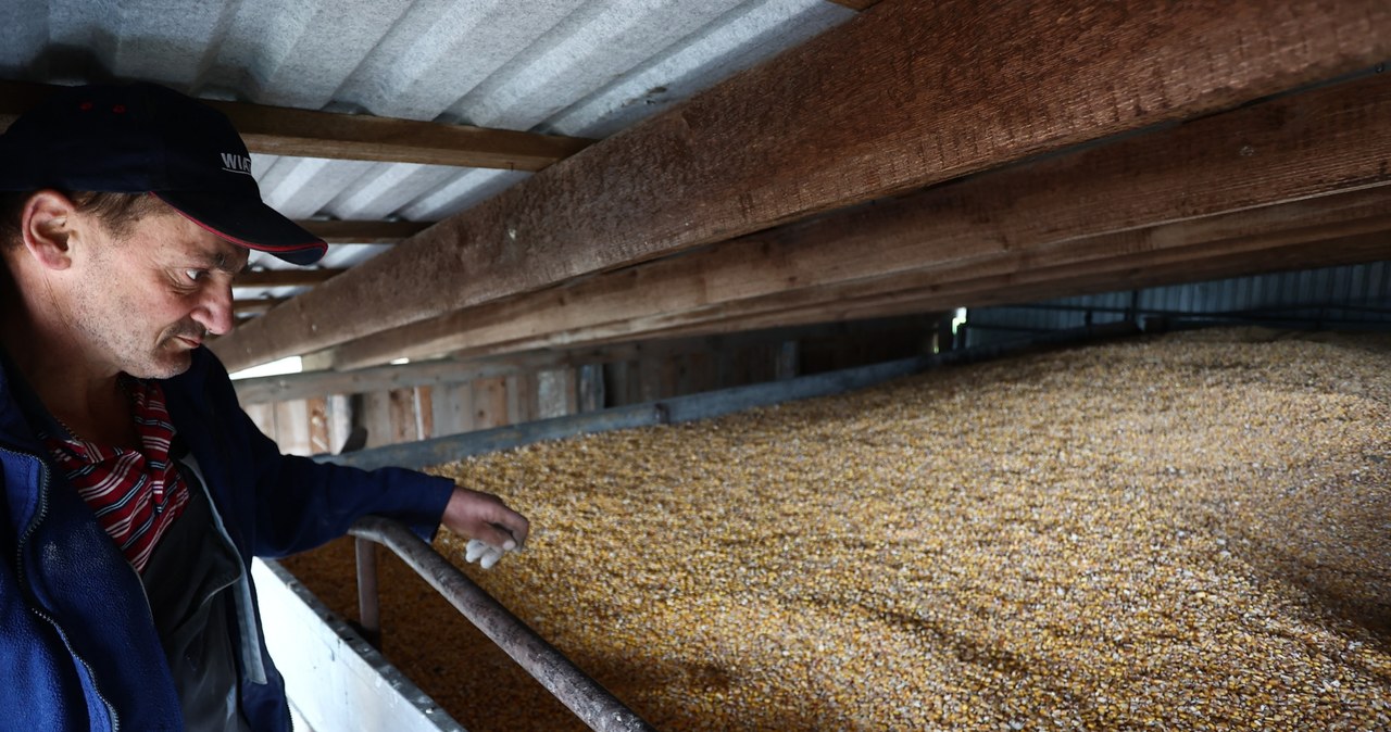 W resorcie rolnictwa przygotowano rozporządzenie dotyczące dopłat do sprzedaży zbóż / Jakub Porzycki /AFP