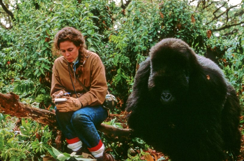 W rolę Dian Fossey w ekranizacji książki "Goryle we mgle" wcieliła się słynna amerykańska aktorka Sigourney Weaver /Rights Managed / Mary Evans Picture Librar / Forum /Agencja FORUM