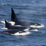 W Rosji znaleźli bardzo pokaleczone orki. Powód tych ran szokuje
