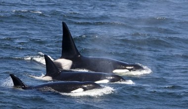 W Rosji znaleźli bardzo pokaleczone orki. Powód tych ran szokuje