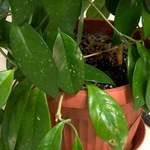 W roślinach znaleziono drobinki plastiku