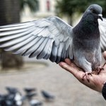 W RPA od Internetu szybsze są gołębie pocztowe
