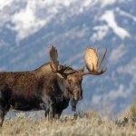W ruch poszła koparka. Wyciągnęli ogromnego łosia z opuszczonej studni