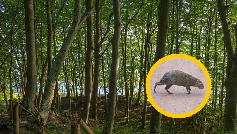 W rybnickim lesie turystka natrafiła na zwierzę, żyjące w Ameryce Południowej (zdj. poglądowe) /ARKADIUSZ ZIOLEK /PAP