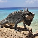 W salonie trzymał egzotyczne zwierzę. Teraz słono za to zapłaci