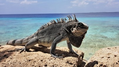 W salonie trzymał egzotyczne zwierzę. Teraz słono za to zapłaci