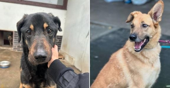 W schronisku zostało jeszcze kilkanaście psów do tymczasowej adopcji /KTOZ Schronisko dla Bezdomnych Zwierząt w Krakowie /Facebook