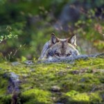 W sieci pojawiło się szokujące nagranie. Oczom internautów ukazał się z bliska "strażnik lasu" 