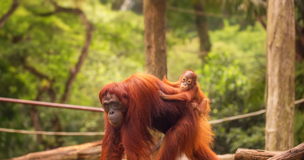 W singapurskim zoo jest największy na świecie wybieg dla orangutanów /123RF/PICSEL