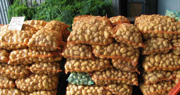 W skali roku wzrost cen ziemniaków o 68 proc. /INTERIA.PL