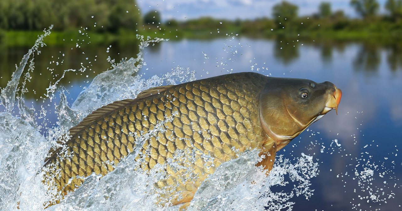 W sklepach pojawiły się pierwsze promocje na karpia! /adobestock /INTERIA.PL