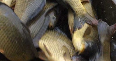 W sklepie za karpia możemy zapłacić w granicach 15 zł/kg. W ubiegłym roku było to 13 zł/kg /AFP