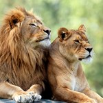 W Śląskim Ogrodzie Zoologicznym powstanie nowa lwiarnia