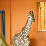 W śląskim zoo urodziła się druga żyrafa Lilo