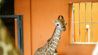 W śląskim zoo urodziła się druga żyrafa Lilo