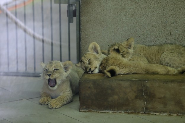 W Śląskim Zoo urodziły się cztery lwy /Zbigniew Meissner /PAP