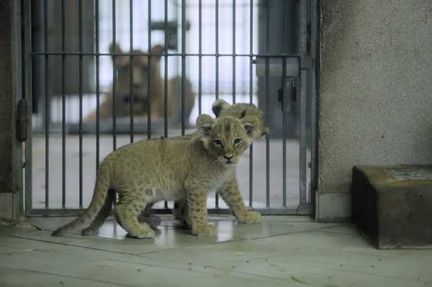 W Śląskim Zoo urodziły się cztery lwy /Zbigniew Meissner /PAP