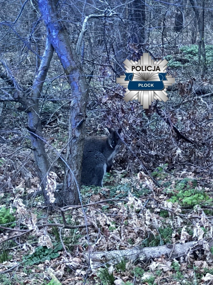 W Słupnie po ulicy skakał kangur - mieszkańcy wezwali policję /Policja Płock /