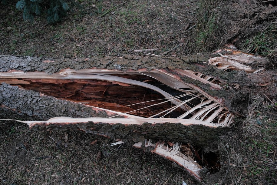 W sobotę wichury szalały nad całą Polską. /Mateusz Marek /PAP