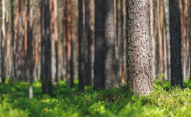 ​W Sopocie ruszają konsultacje społeczne ws. wycinki lasów