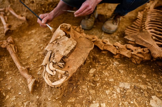 W środkowej Francji odnaleziono szczątki koni pochowanych 2000 lat temu /Inrap /