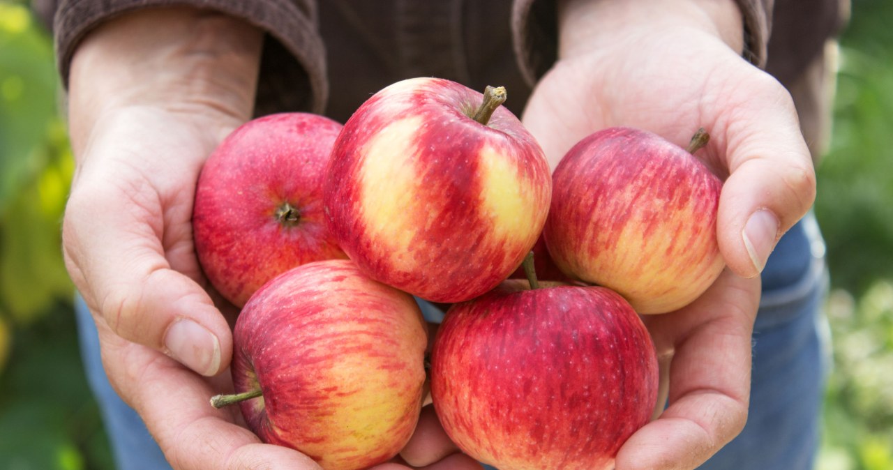 W środku jabłka znajdują się pestki, których lepiej nie spożywać. Zawierają amigdalinę /123RF/PICSEL