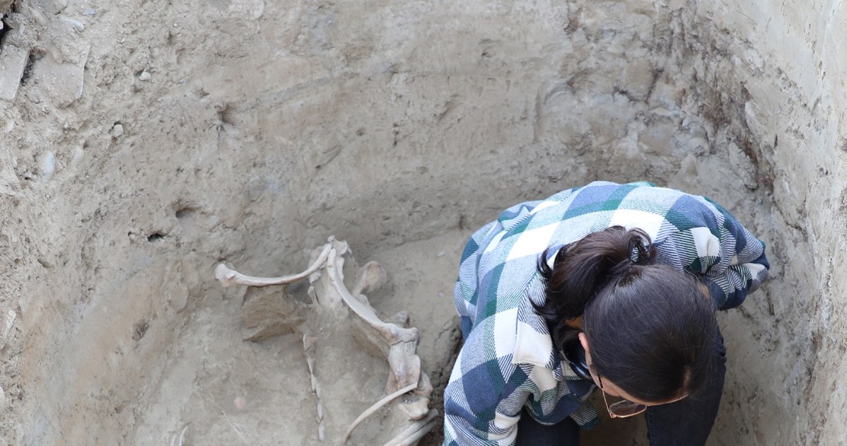 W środku niektórych grobowców znajdowały się także kompletne szkielety koni /Margulan Institute of Archaeology /materiały prasowe