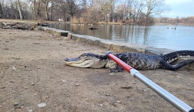 W środku Nowego Jorku schwytano aligatora