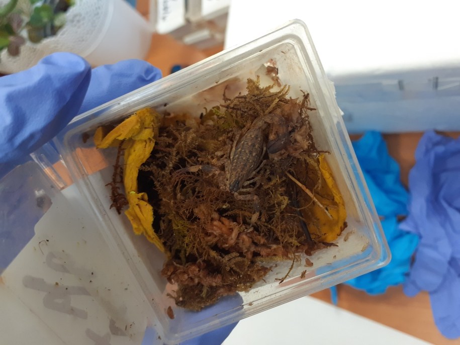 W środku, w sześciu plastikowych pudełkach znajdowały się cztery skorpiony i dwie uropygi. /Izba Administracji Skarbowej w Szczecinie /