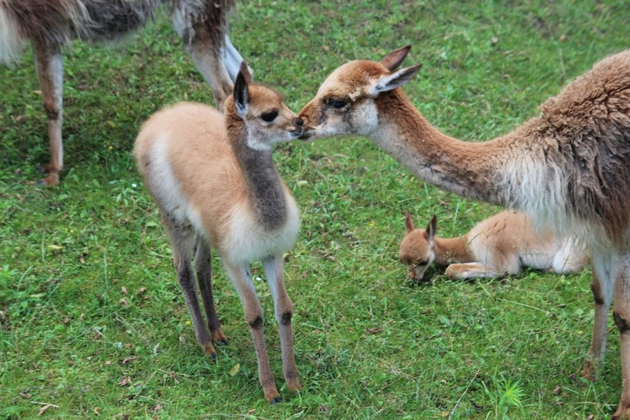W stołecznym ogrodzie zoologicznym urodziła się wikunia, najmniejszy przedstawiciel rodziny wielbłądowatych /Warszawskie zoo /Facebook