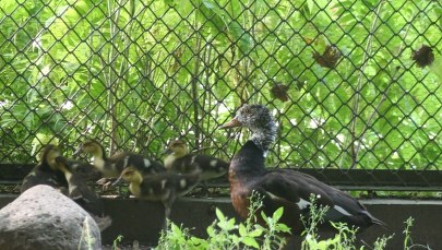 W stołecznym zoo wykluły się pisklęta zagrożonego wyginięciem gatunku