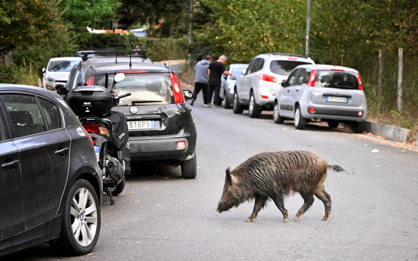 W stolicy Włoch dziki widziano już w rejonie placu zabaw i na przejściu dla pieszych, gdzie w szeregu z małymi szły na drugą stronę ulicy /ALBERTO PIZZOLI/AFP/East News /East News