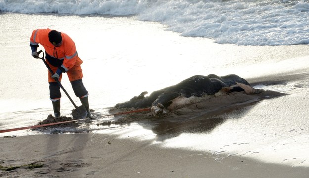 W sumie kilkanaście krów Bałtyk wyrzucił na brzeg w Danii i Szwecji /JOHAN NILSSON /PAP/EPA