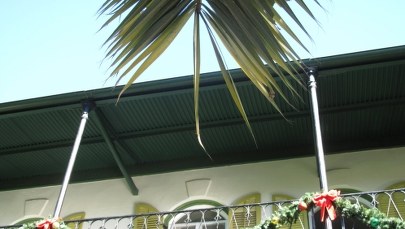 W święta turyści zwiedzają dom Ernesta  Hemingwaya