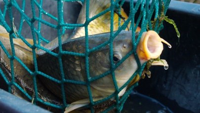 W święta ukradli 840 kg karpia. Ryby przewozili w jutowych workach 