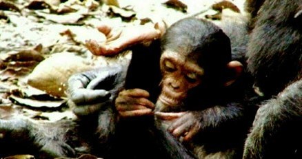 W swych zachowaniach społecznych szympansy bardzo przypominają ludzi/fot. archiwum autora /