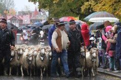 W Szczawnicy zaczął się Jesienny Redyk