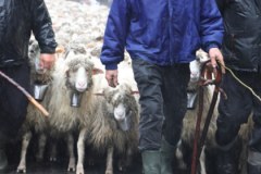 W Szczawnicy zaczął się Jesienny Redyk