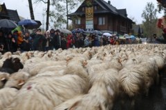 W Szczawnicy zaczął się Jesienny Redyk